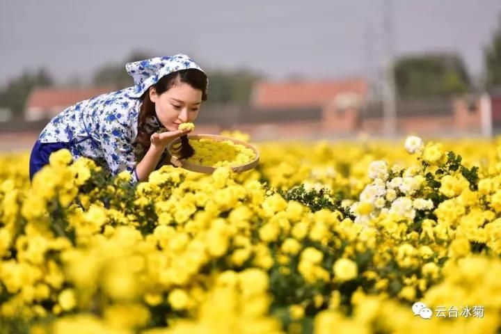 云臺(tái)冰菊基地發(fā)生了什么？一批批領(lǐng)導(dǎo)專家團(tuán)隊(duì)前來！
