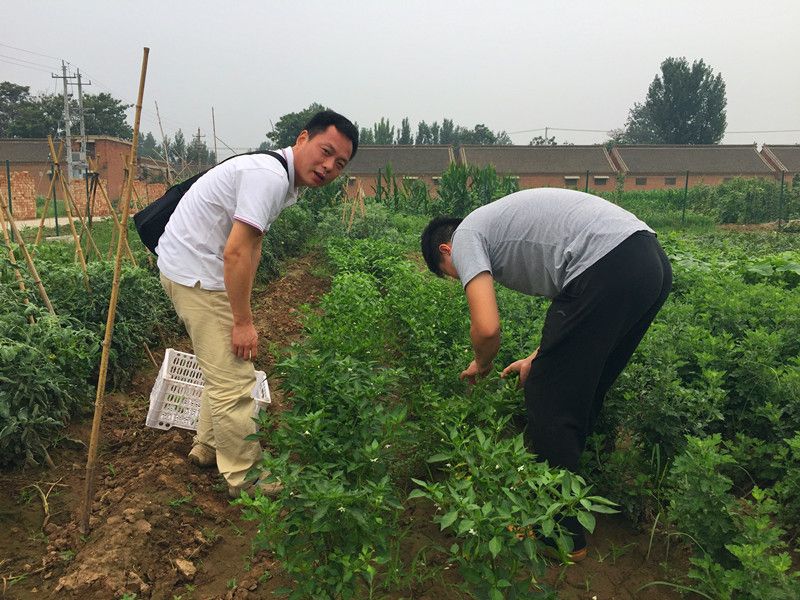 好利來郭總喊您來摘菜啦！綠色無公害，放心！