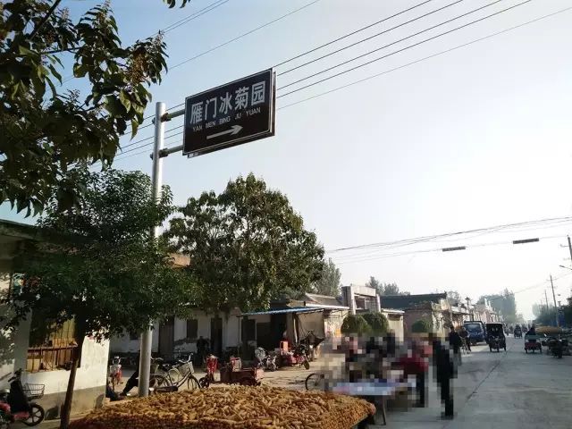 如何找到云臺冰菊？怎樣找到云臺冰菊？